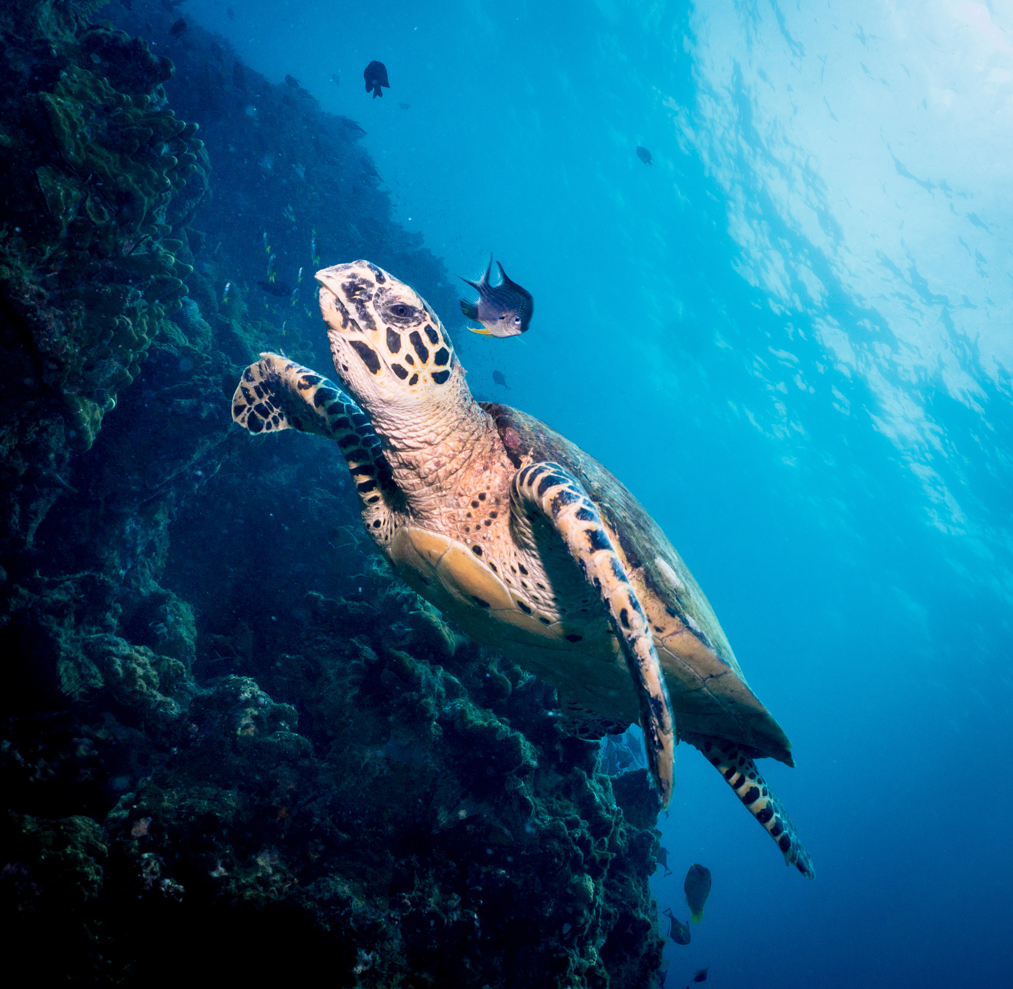 生物地理学中考知识点：种群分布、物种多样性、经济利用、地理流行病学