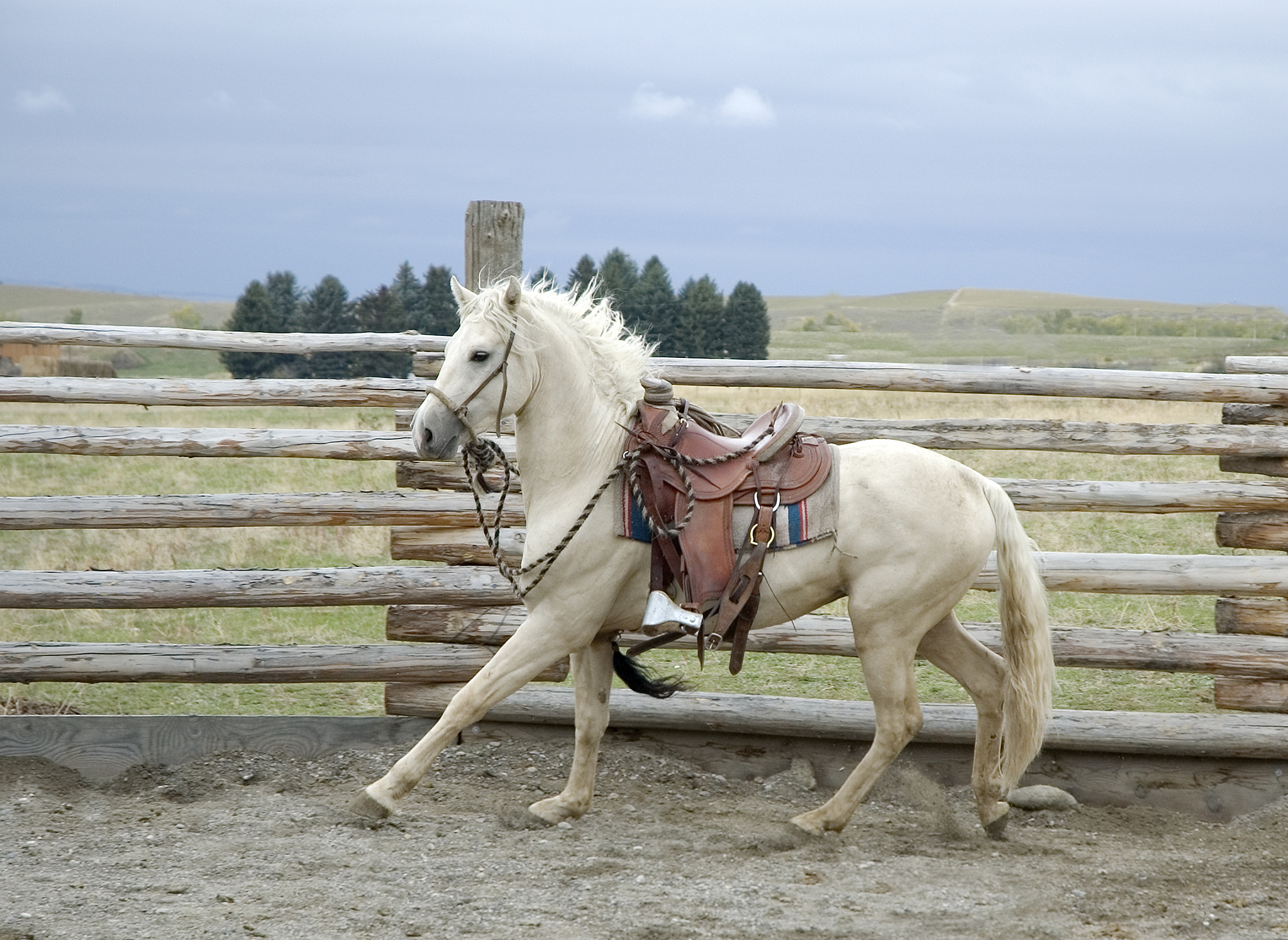 horse under saddle for first time