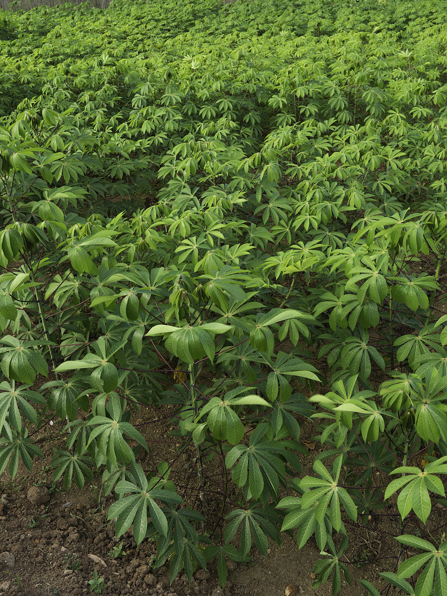 植物与叶子的闭合
