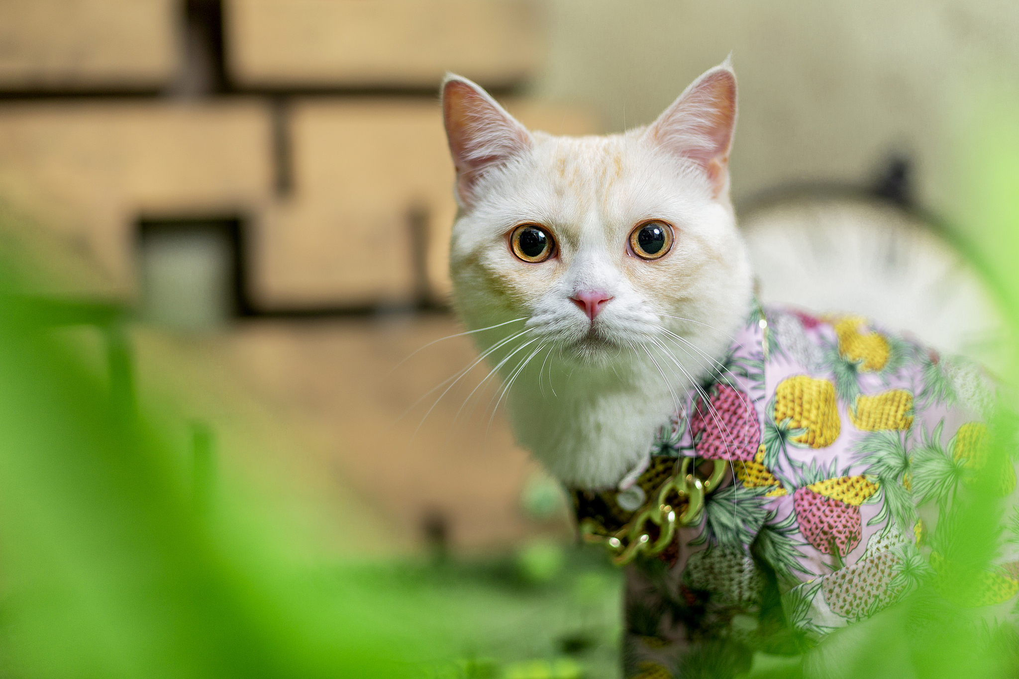 曼基康矮脚猫