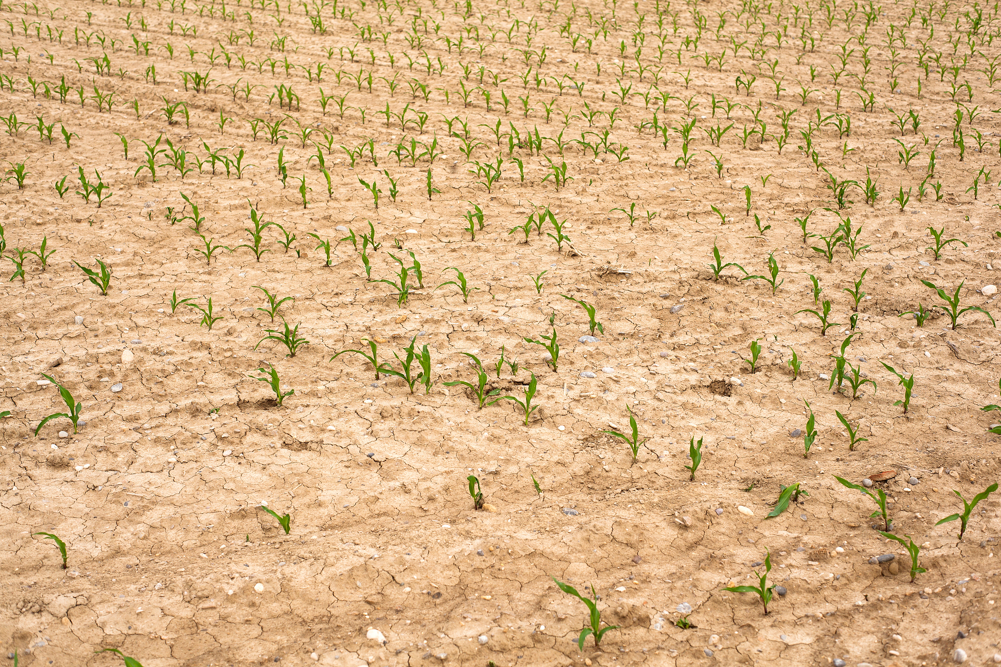 玉米授粉期能用喷灌浇水吗