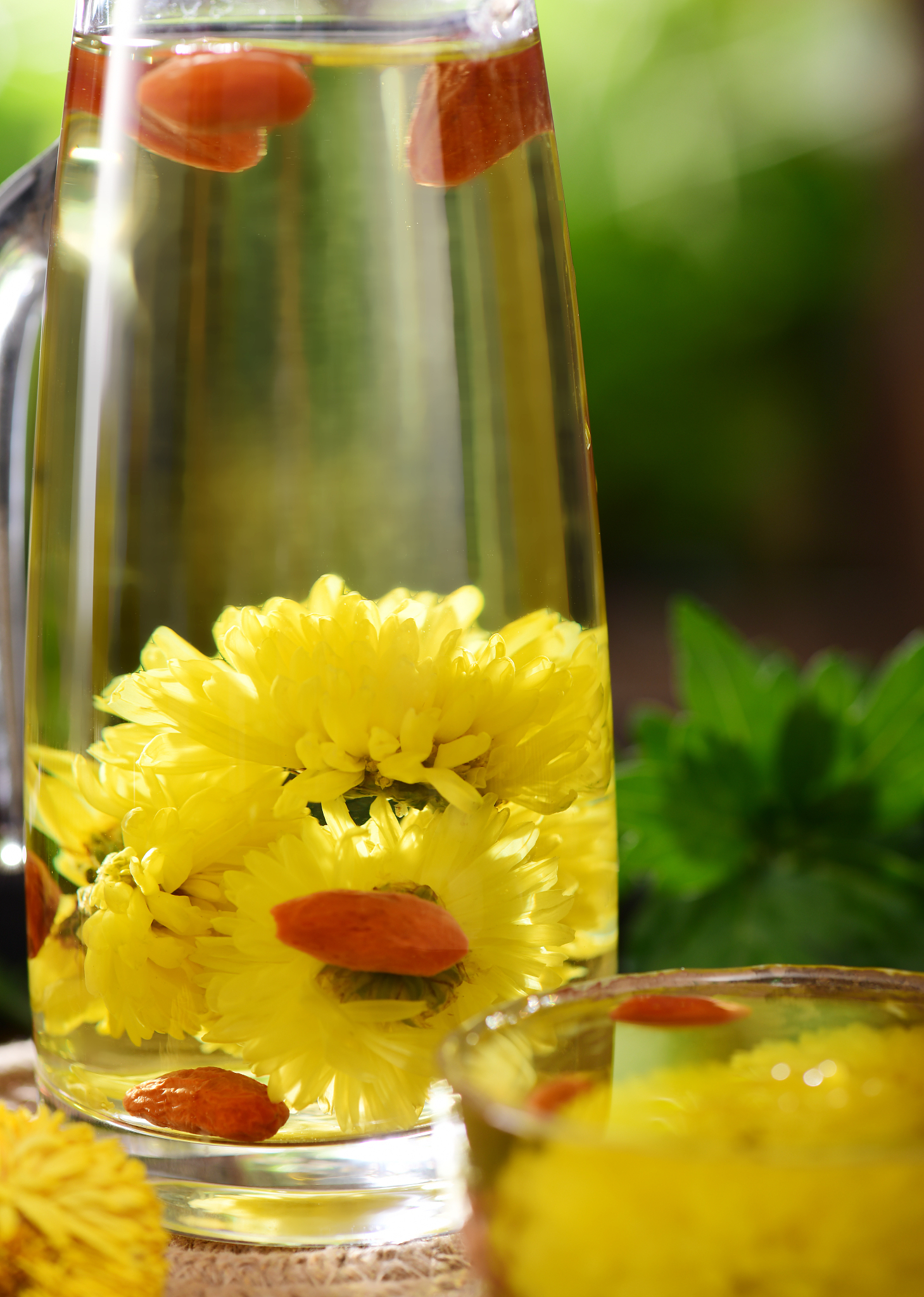 菊花茶长期饮用指南：功效、禁忌和注意事项