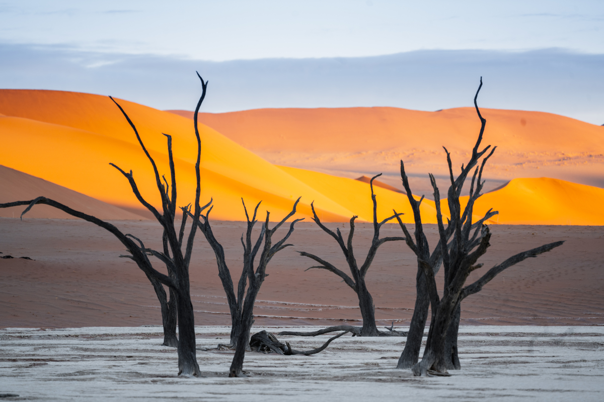 沙漠发展研究的引言