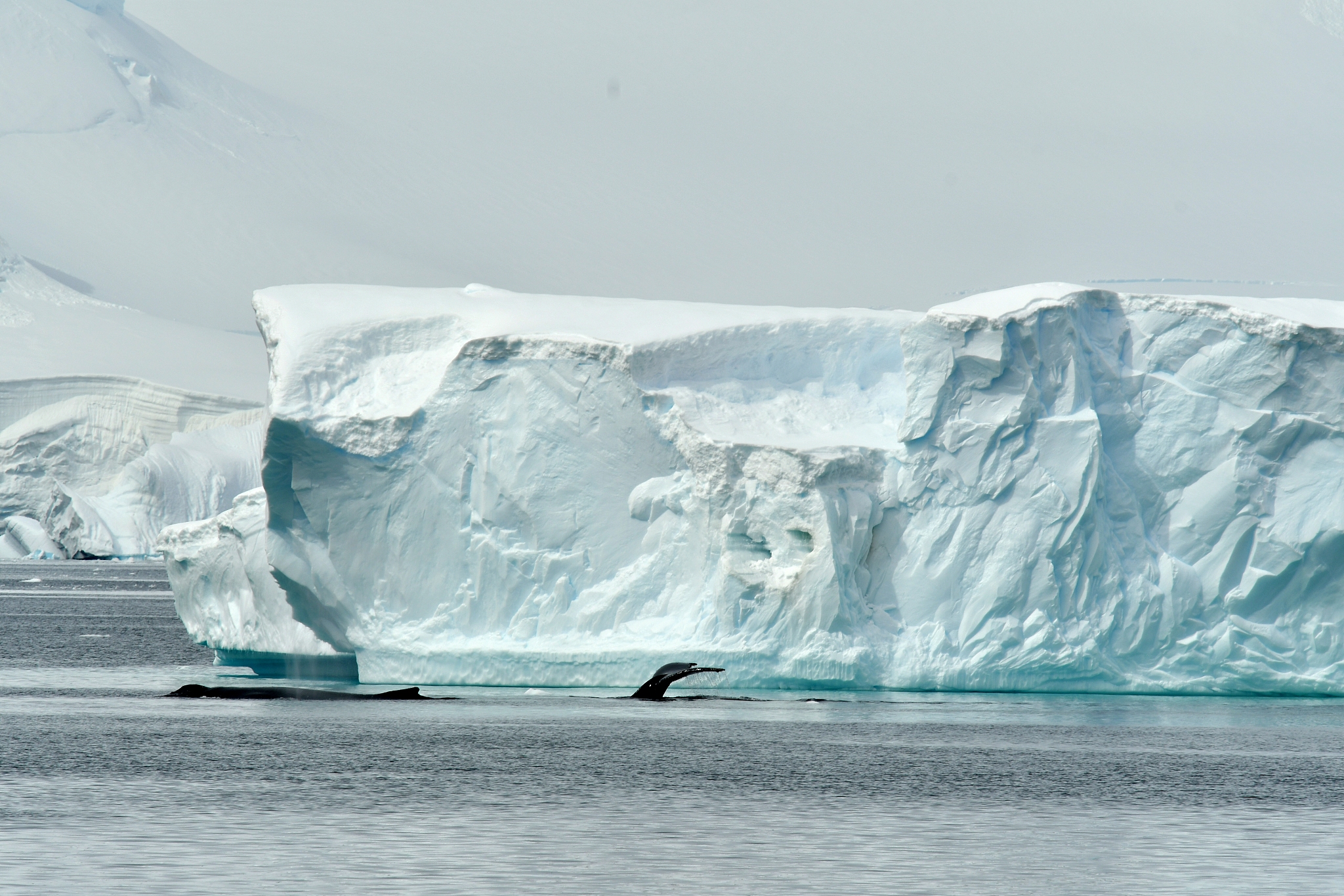 humpback whales and icebergs