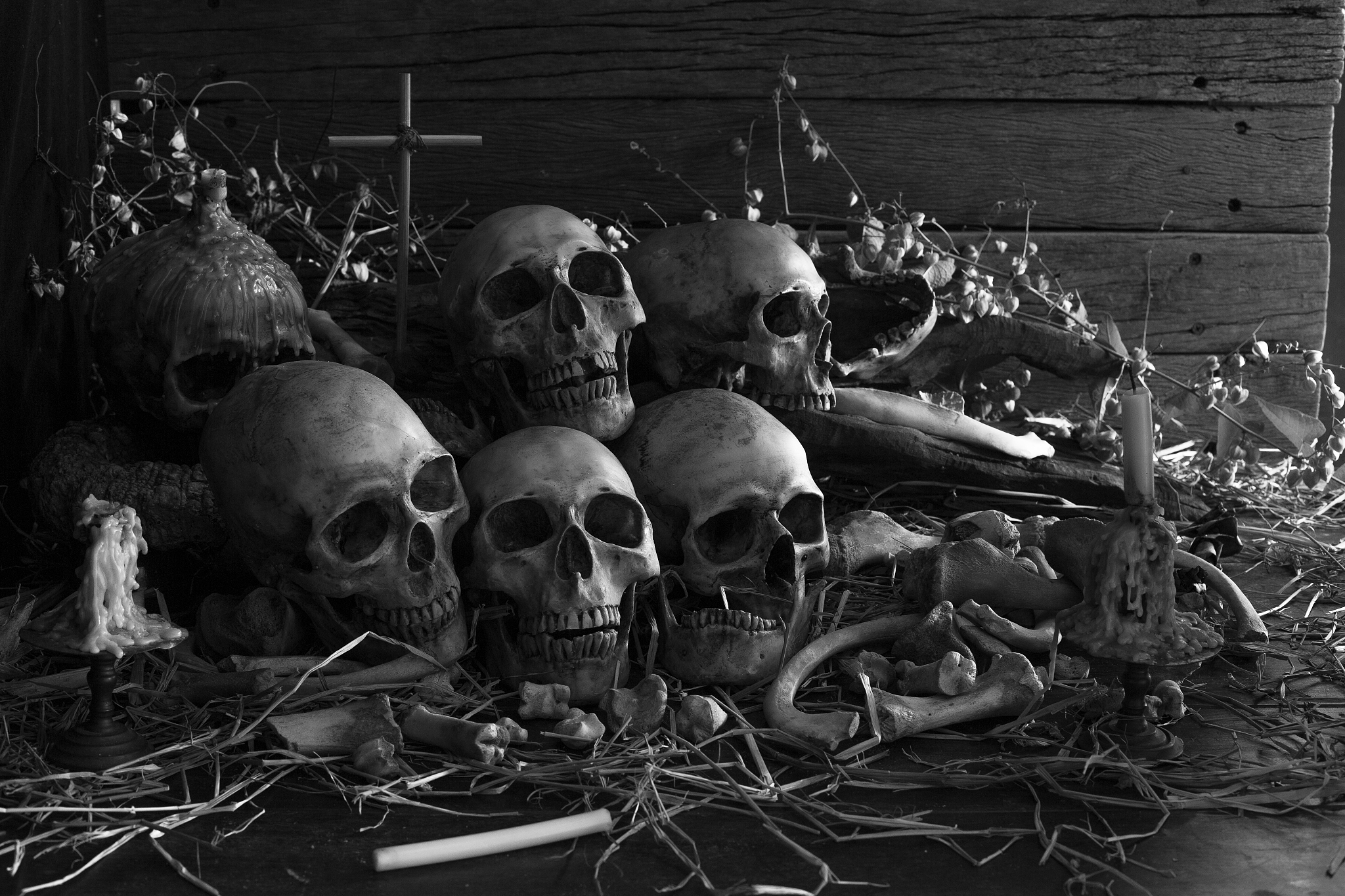 pile of old skull on dried timber