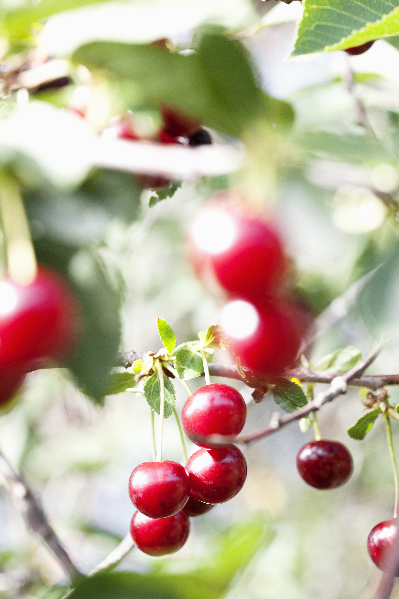 close-up of cherries