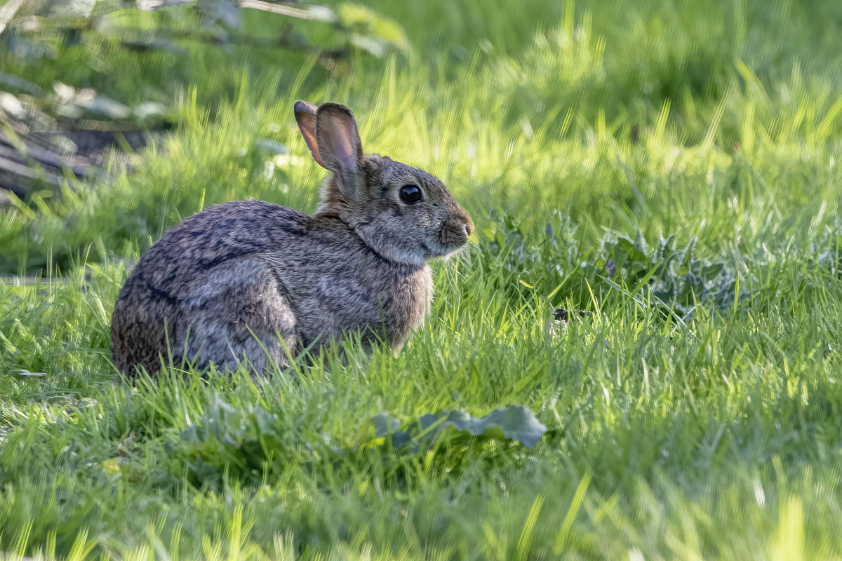 笼子里只有鸡和兔子总共有8个鸡腿和16条兔腿分别有几只鸡和几只兔子为什么？