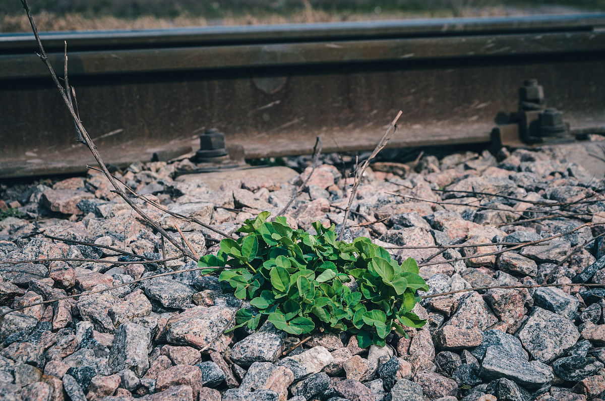 氮磷钾肥：植物生长的必需营养元素