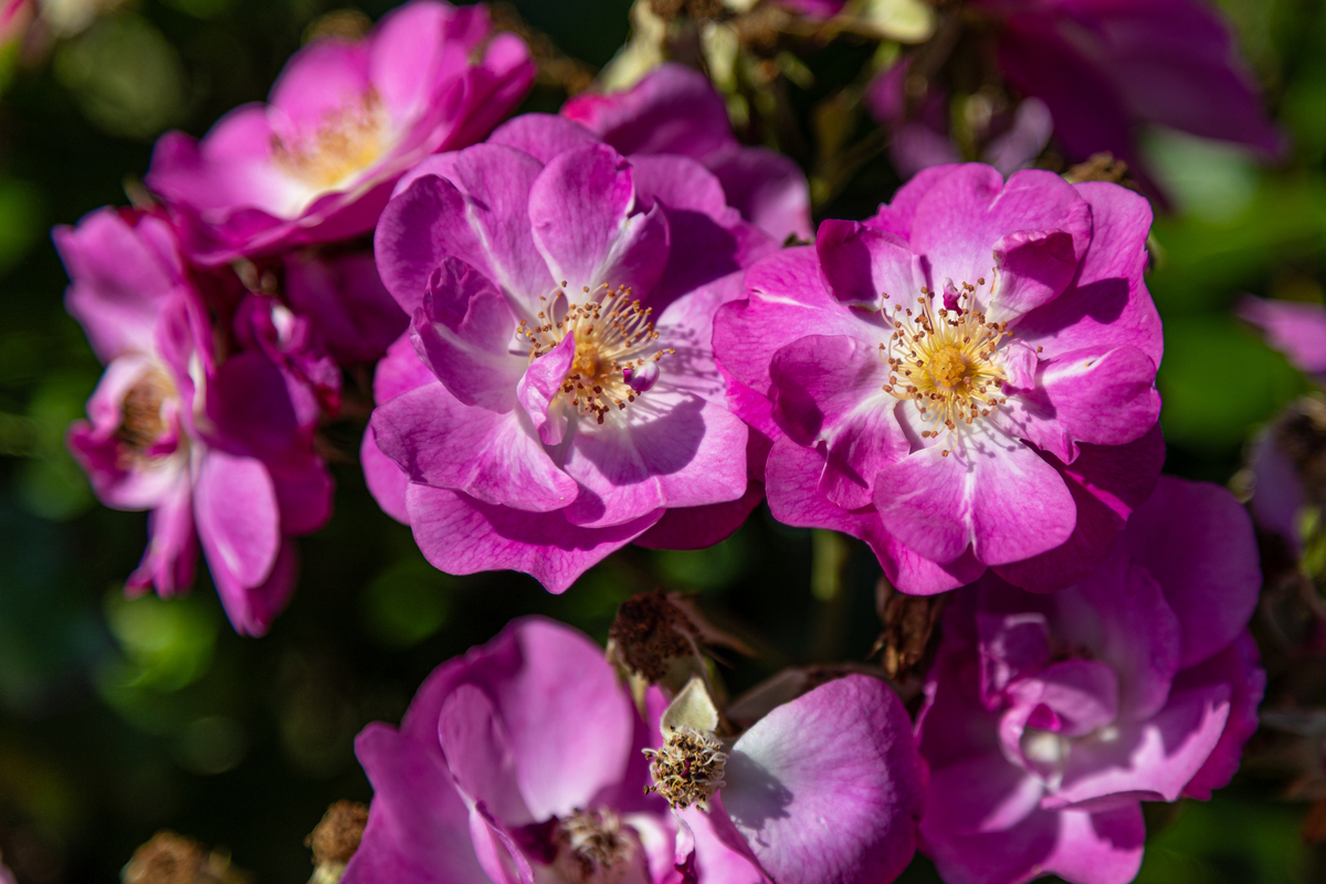 好听的女性花名大全 - 唯美优雅，寓意美好
