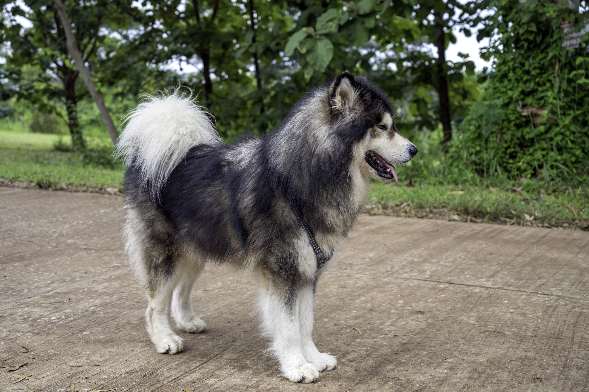 阿拉斯加犬帅气名字大全：霸气、威猛、独特
