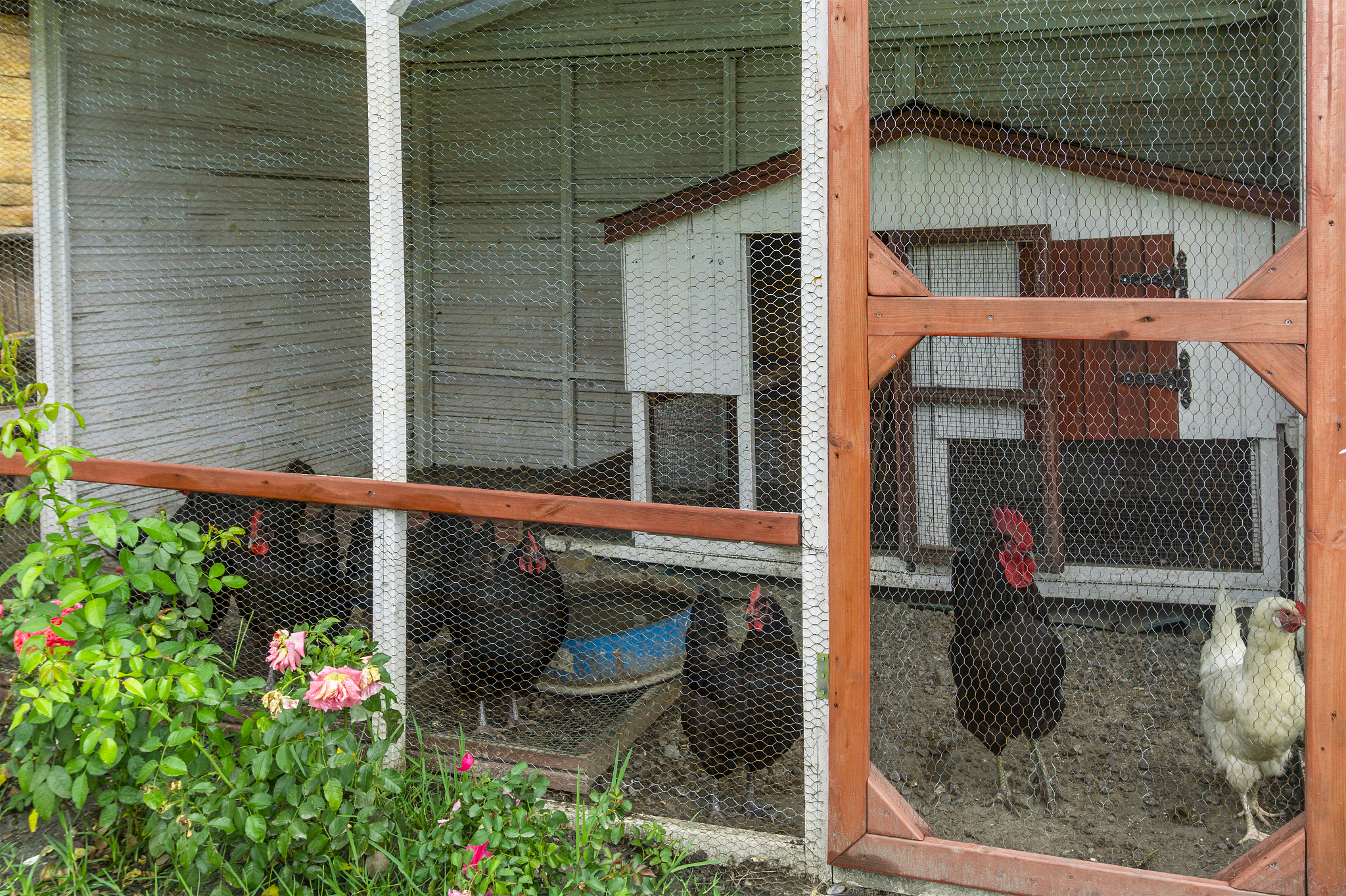 翻译Similar to other animals birds rely on external environmental and internal metabolic status and body condition cues to time reproduction External cues are mostly linked to seasons and depending on l