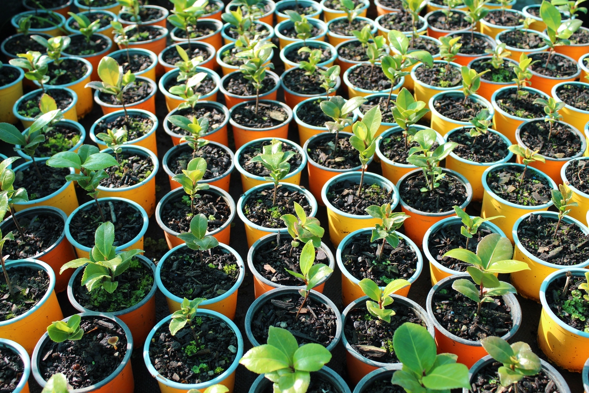 火龙果阳台盆栽怎么种1500字