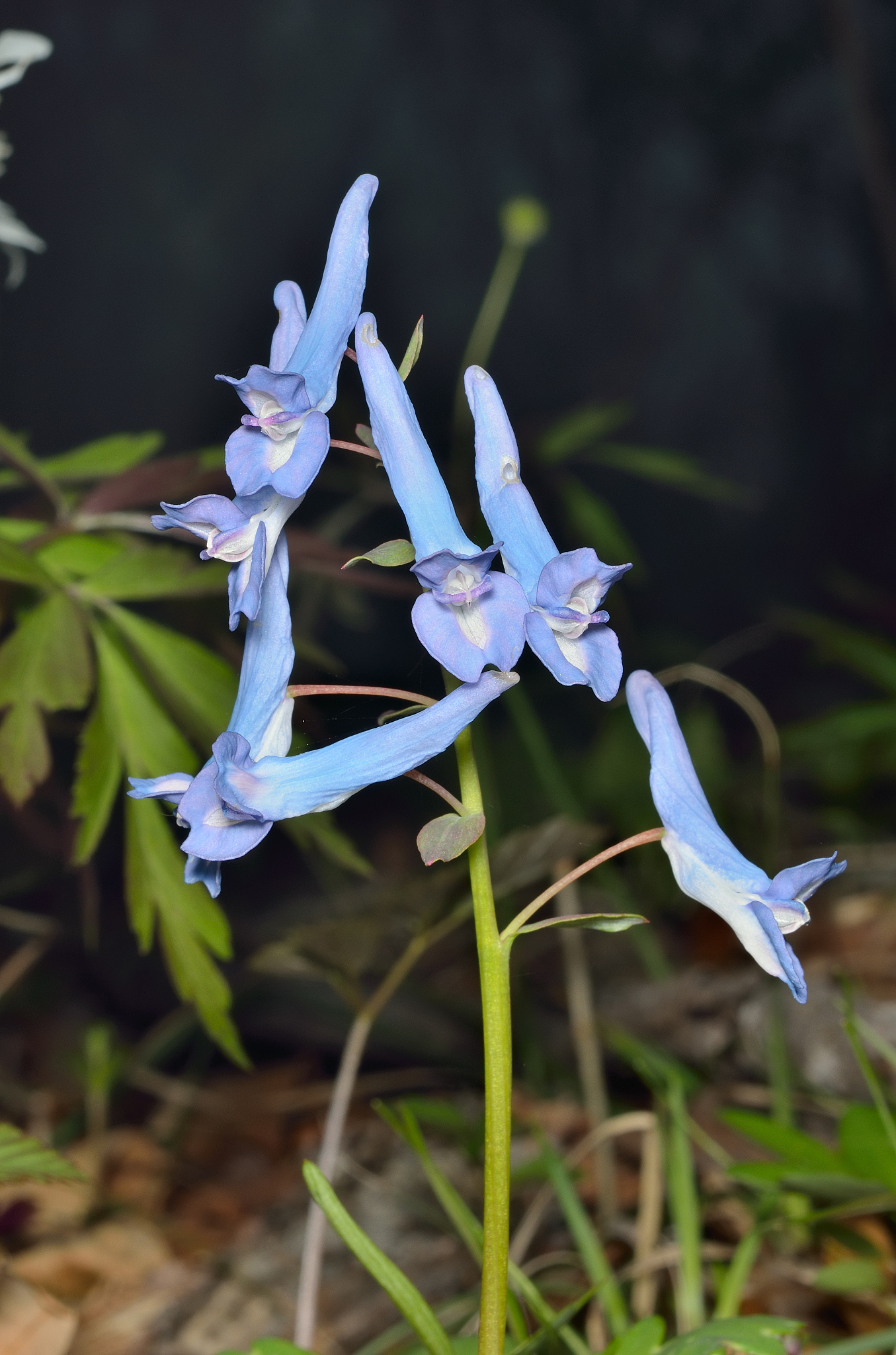flowers of birthwort