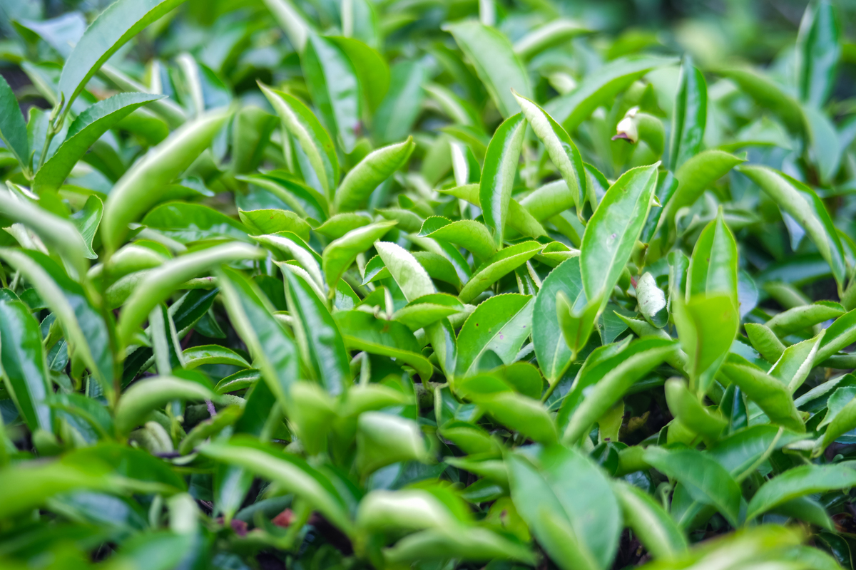 日照绿茶：产地、特点及功效，哪家品牌值得买？
