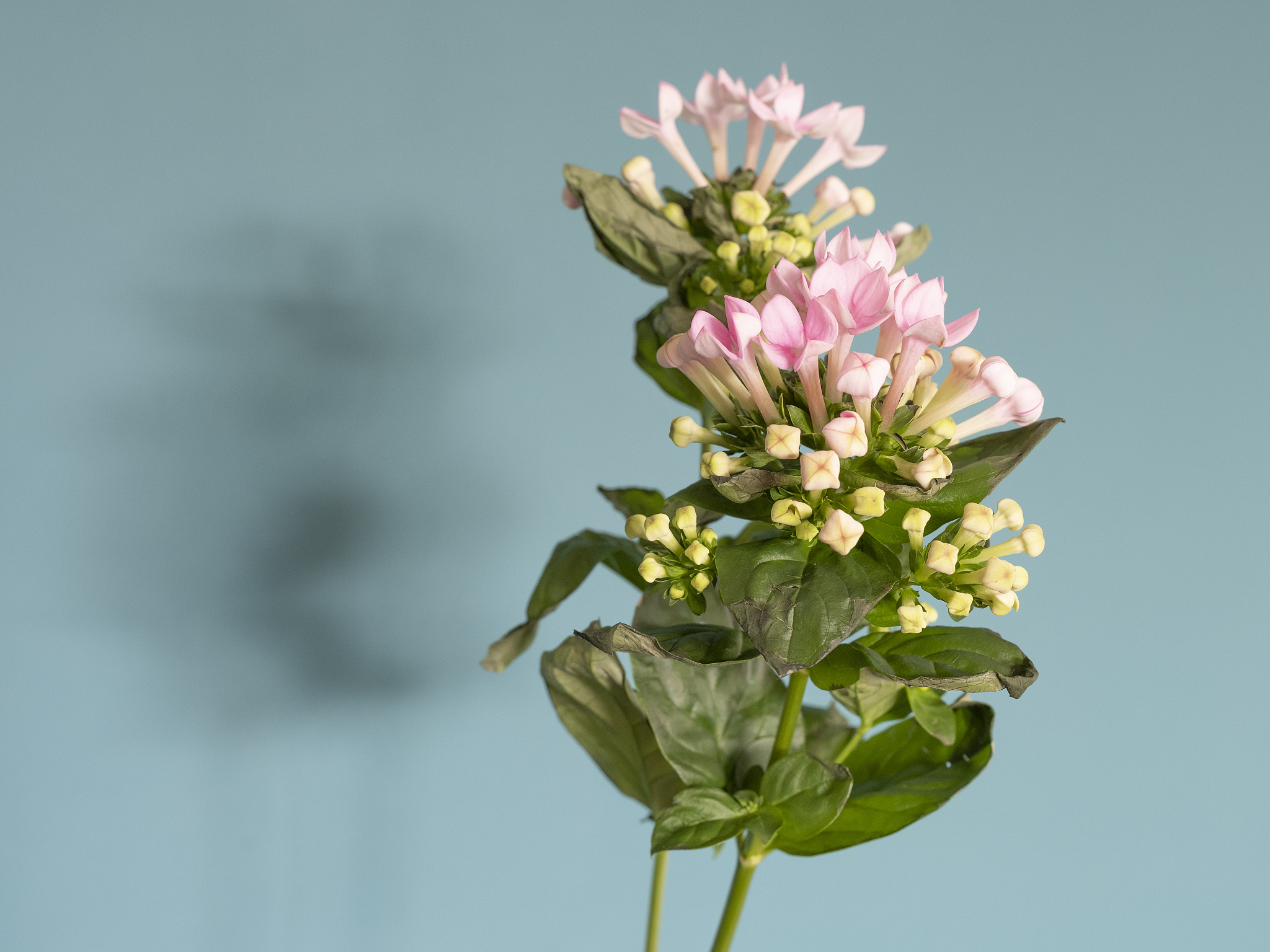 从《花束般的恋爱》学习色彩搭配，拍出电影感大片！