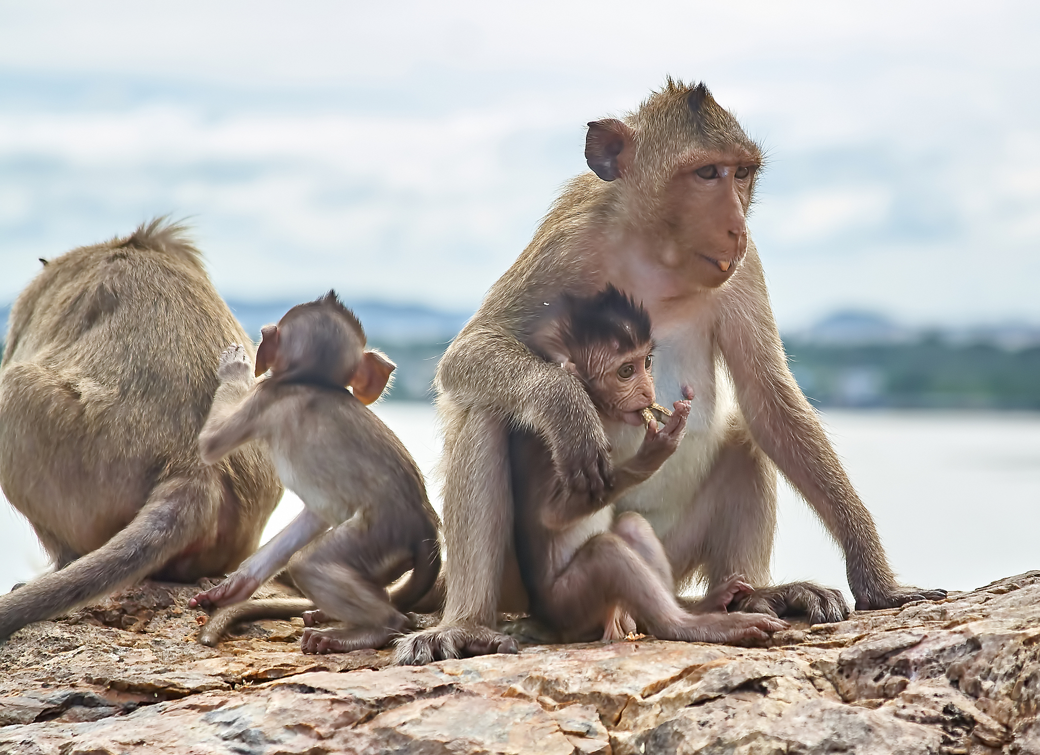 最聪明的动物是什么，第二聪明的呢
