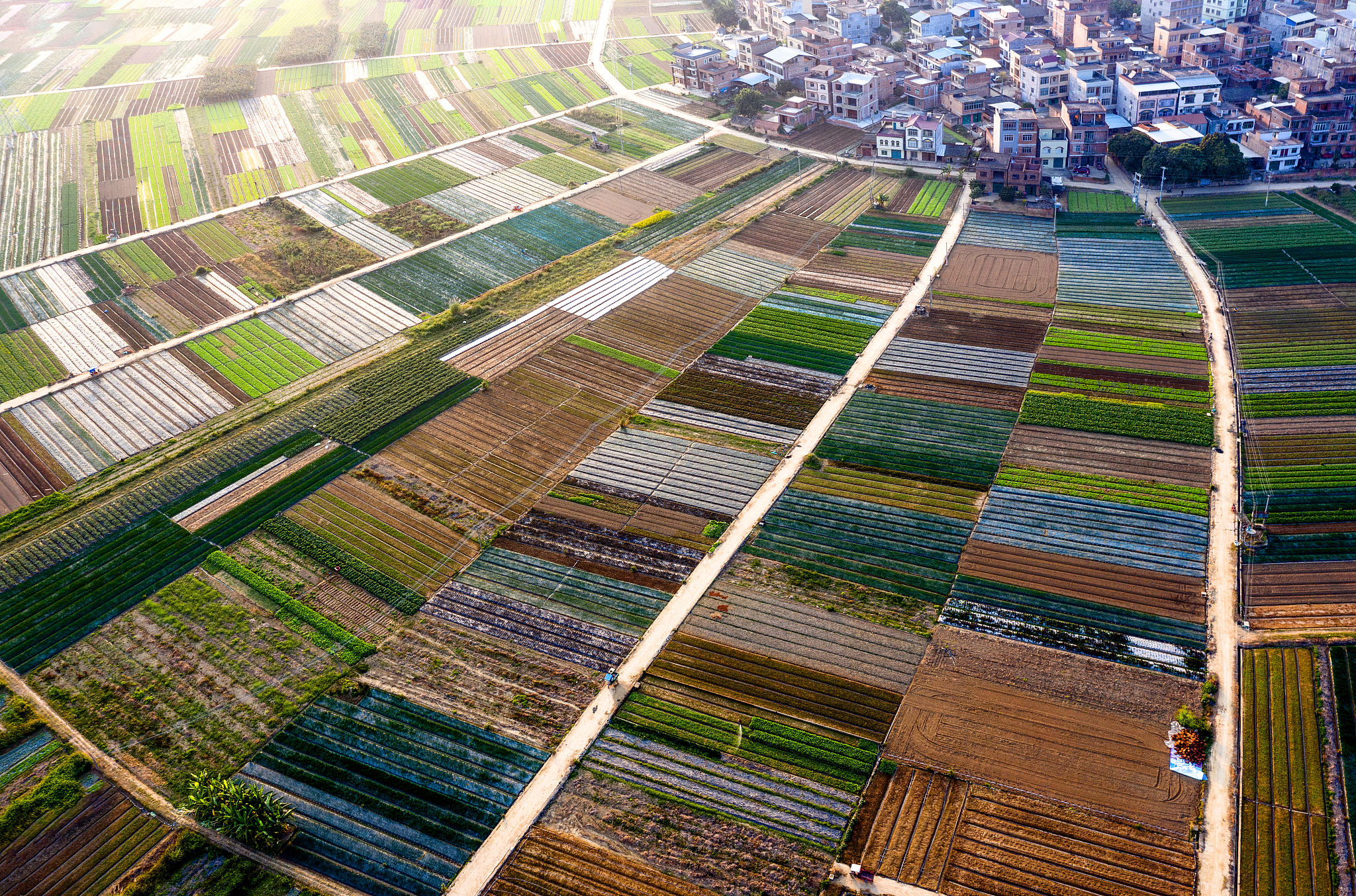 东盟助力广西农业产业结构调整：提升农民收入，促进可持续发展
