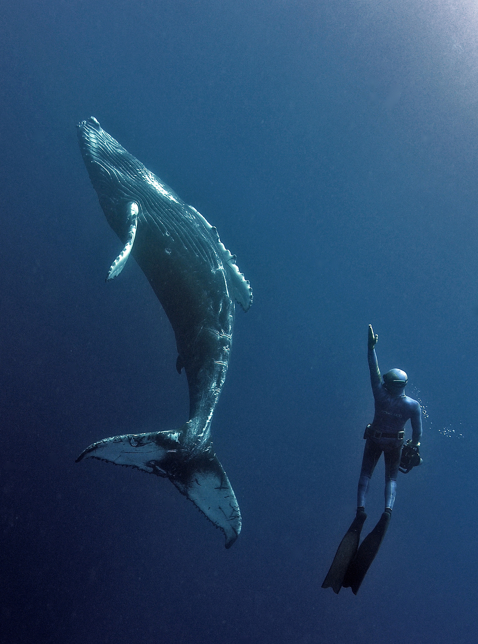 correct the sentence Probably is the whales These majestic creatures are often elusive and it is a rare opportunity to witness them in their natural habitat The experience of seeing whales in the wild