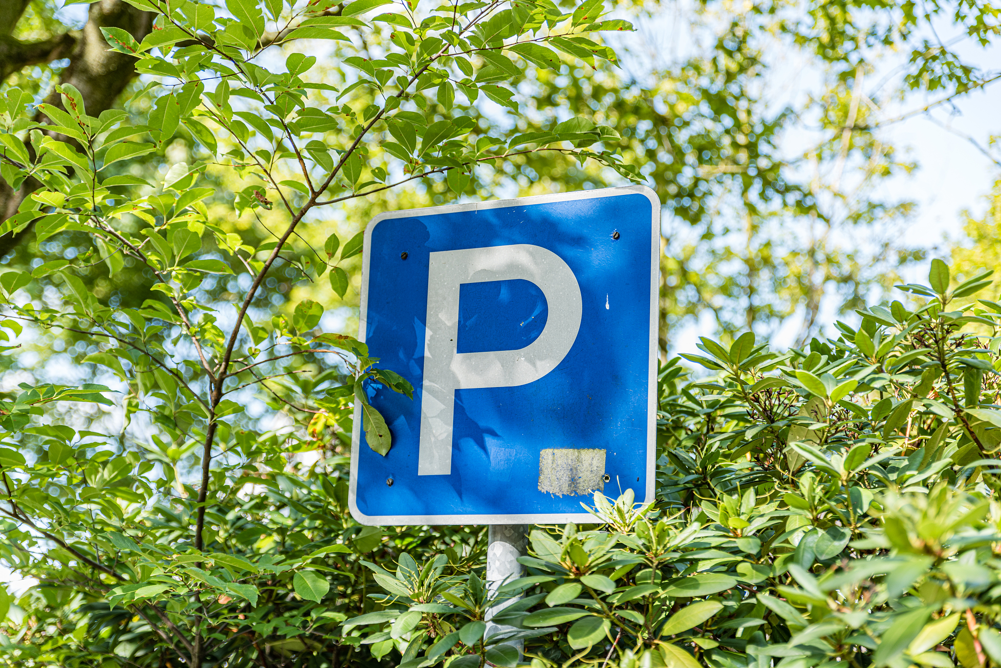 parking sign big white p on a blue traffic sign