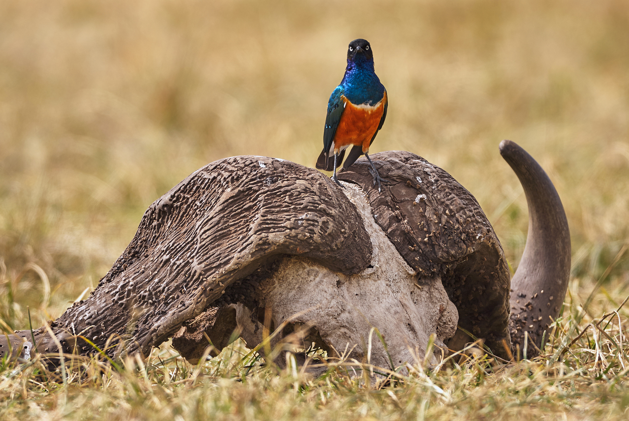 bird resting on a buffalo skull