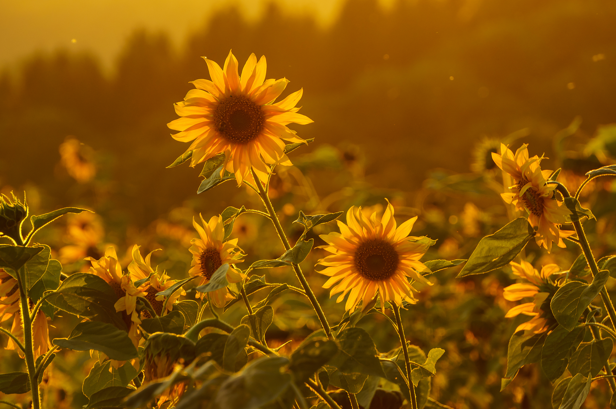 金色世界是什么意思_词语金色世界的意思