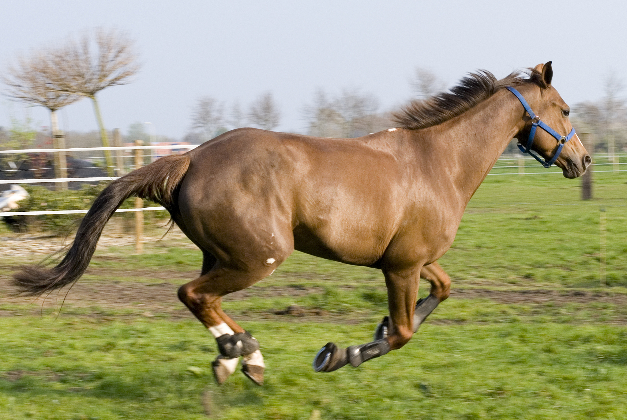 running brown horse