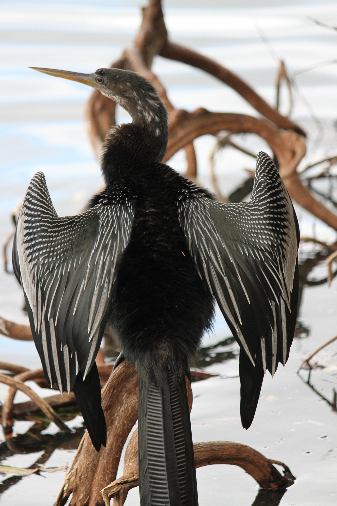 Who is the Strongest Bird: Terrance vs. Longneck?