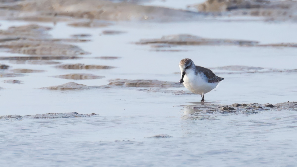 勺嘴鹬(calidris pygmaea),中国濒危物种