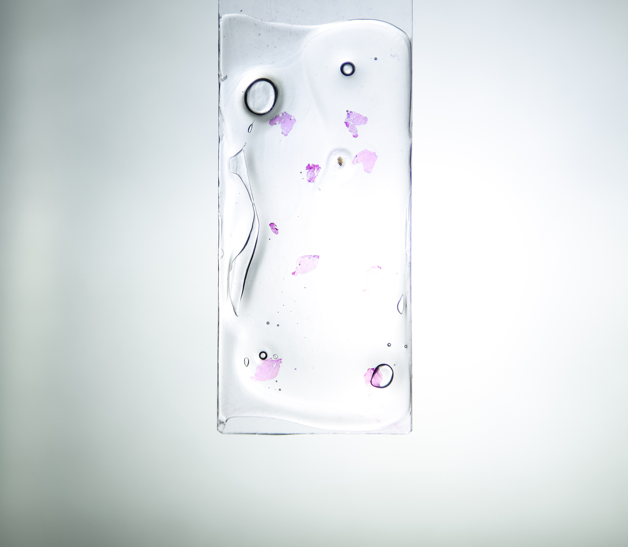 TROP2对HT-29细胞系增殖能力的影响