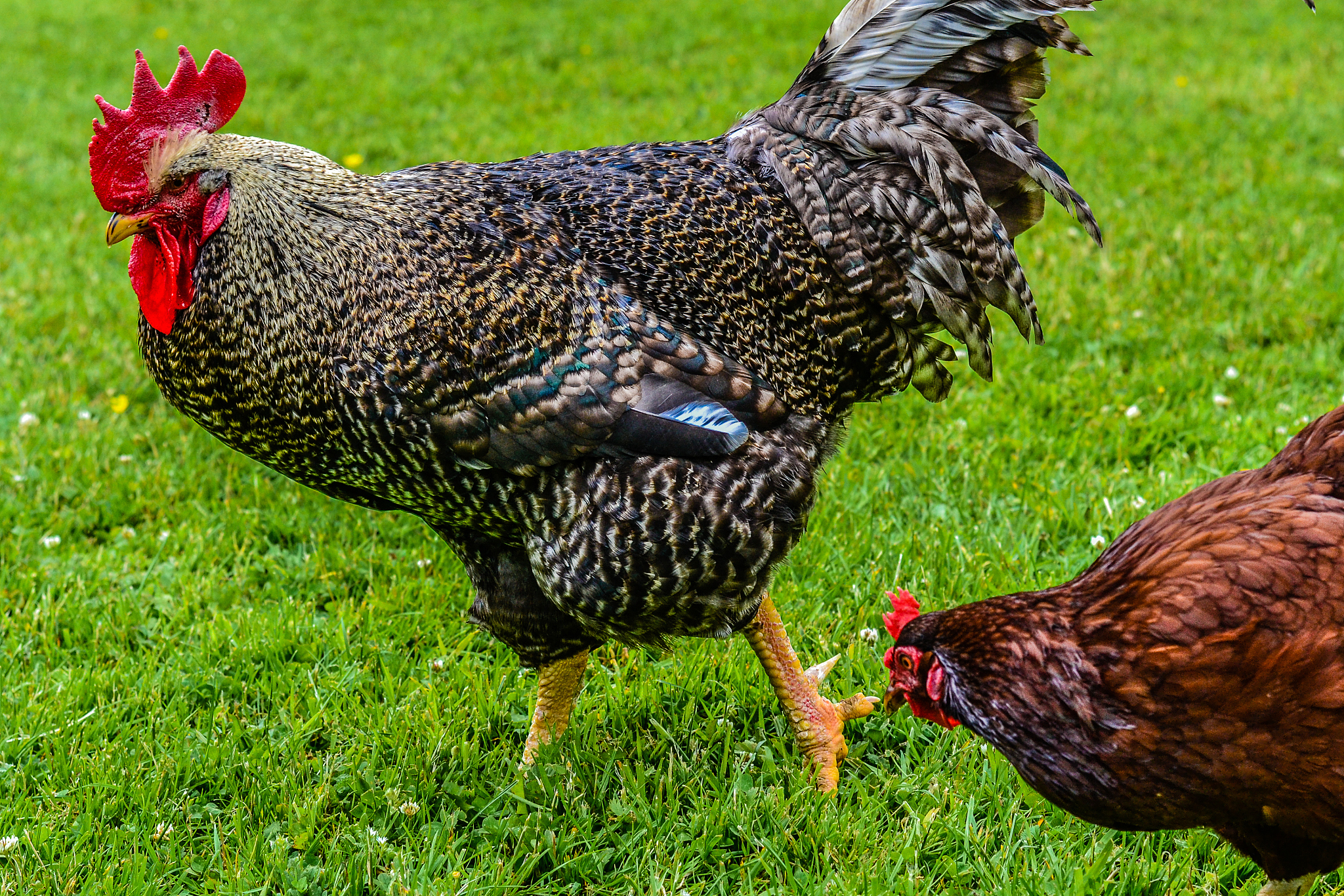 two chickens