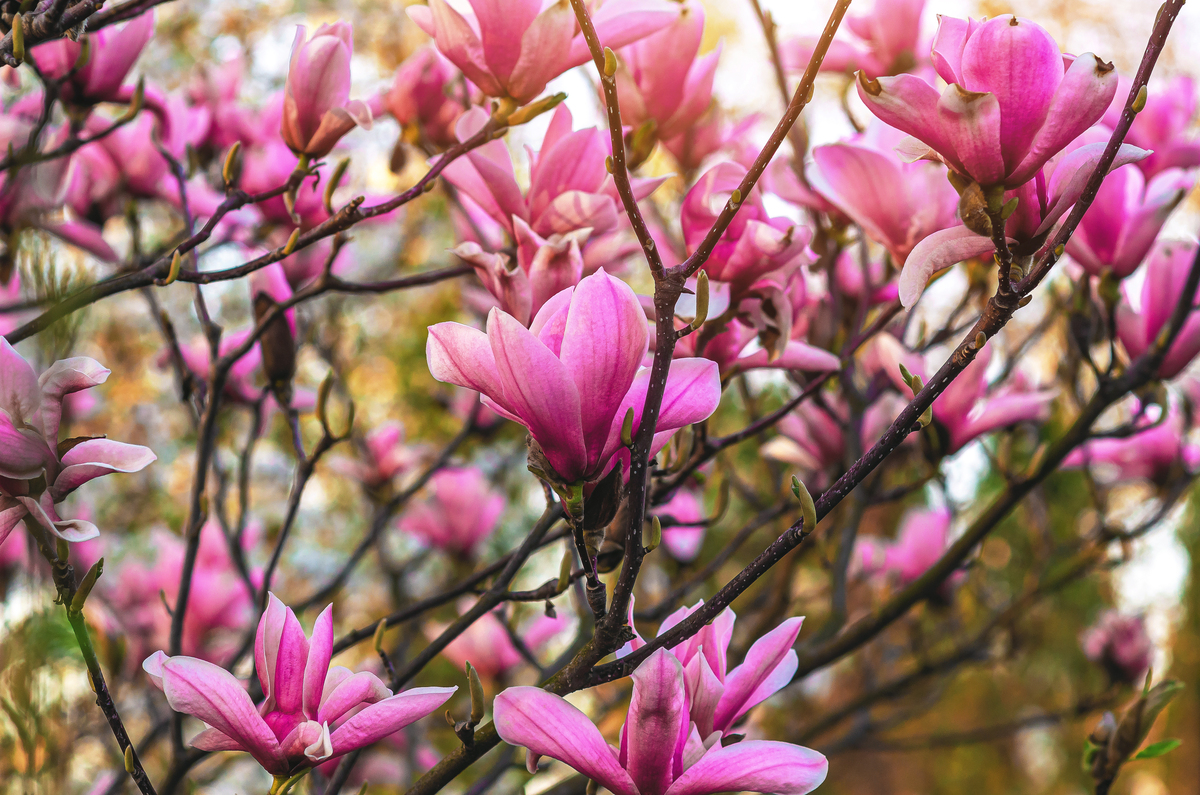 描写春天花朵的词句海棠花、玉兰花、迎春花、樱花、梨花、杏花、桃花