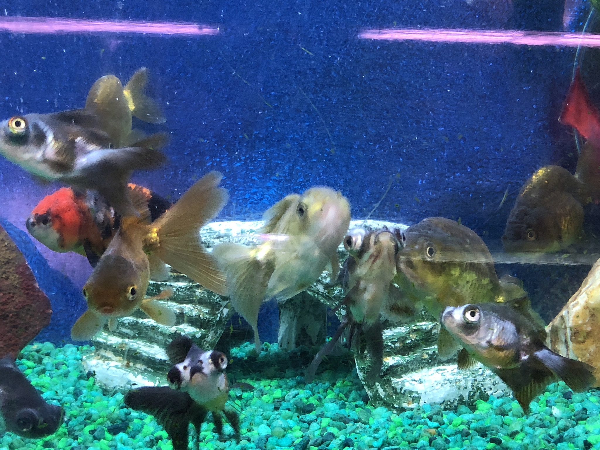 goldfish in an aquarium