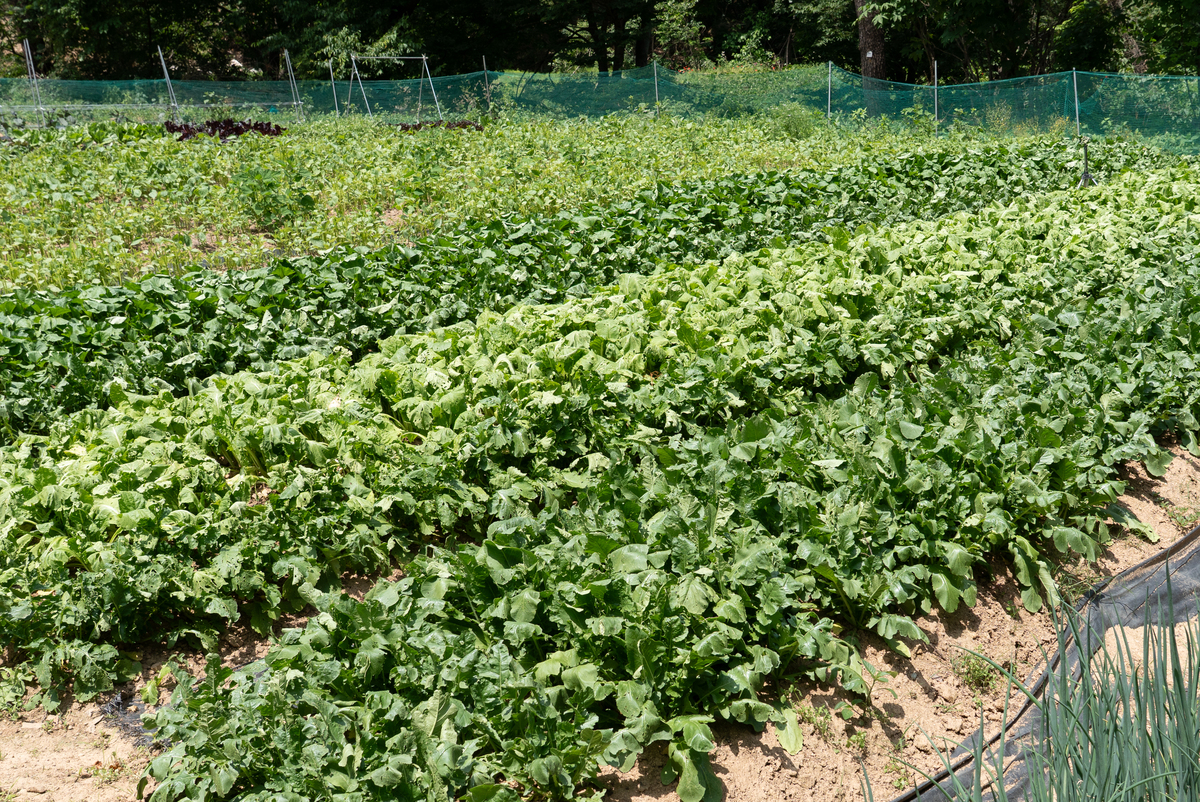 北方地区芥菜种植时间详解 - 春季秋季最佳种植时间