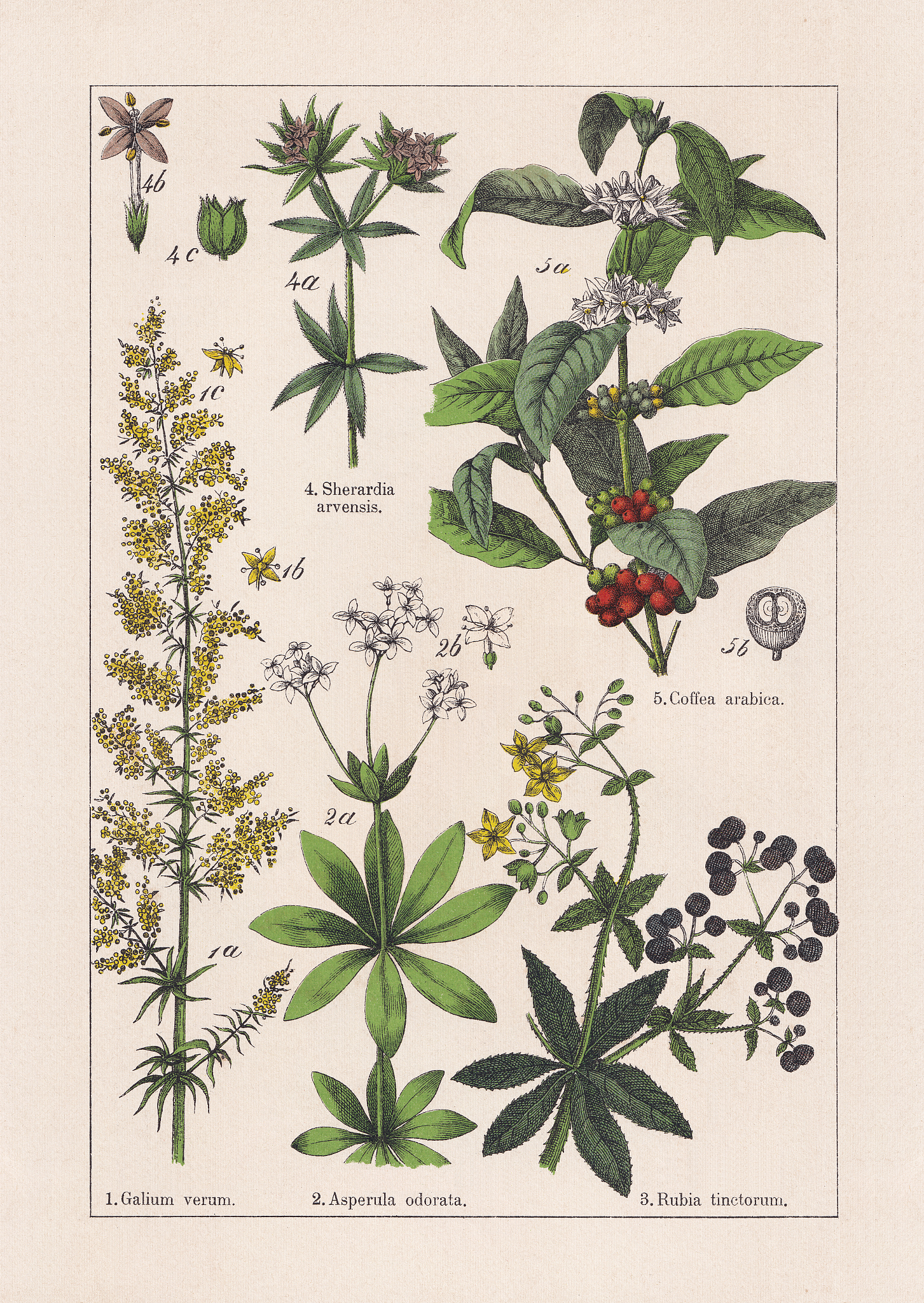 中国藤椒的最早的文献记载