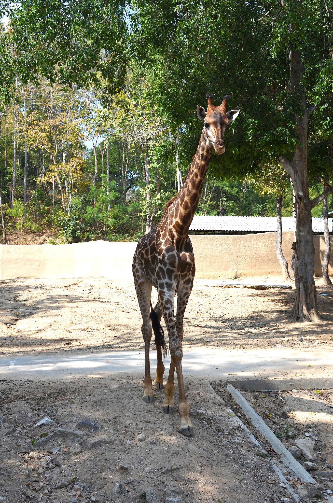 giraffe walking in the shade at the zoo. full-length giraffe. fr