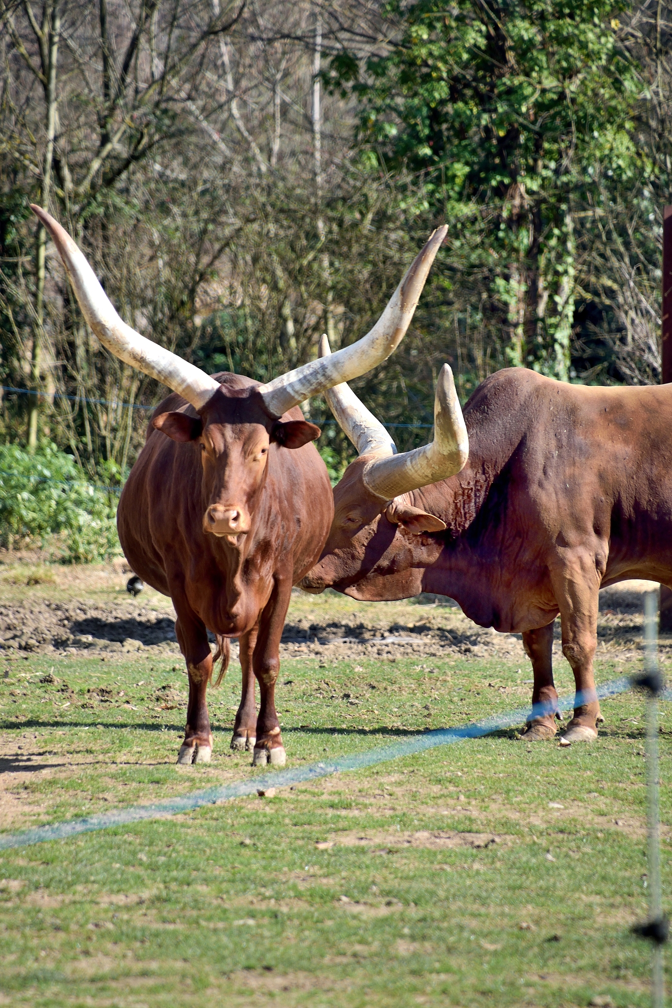 lyon, watusi (bos taurus) in the zoo of the tête d'or park, pub