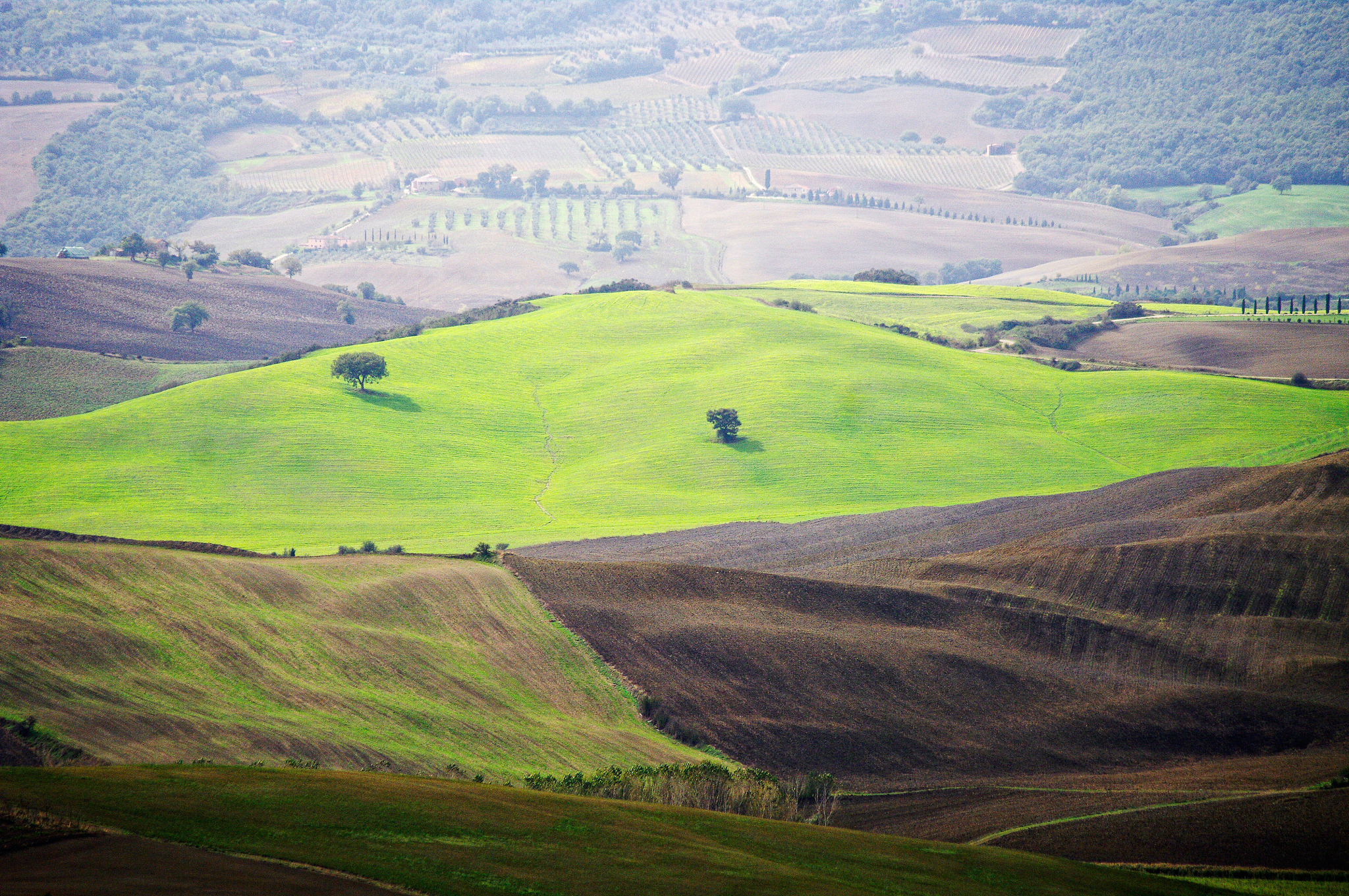 typical landscape in the tuscany, italy.