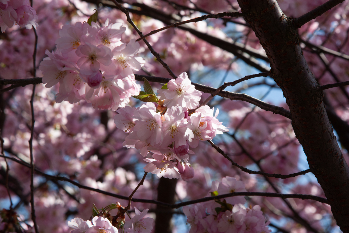 樱花之美：文化象征与生命感悟