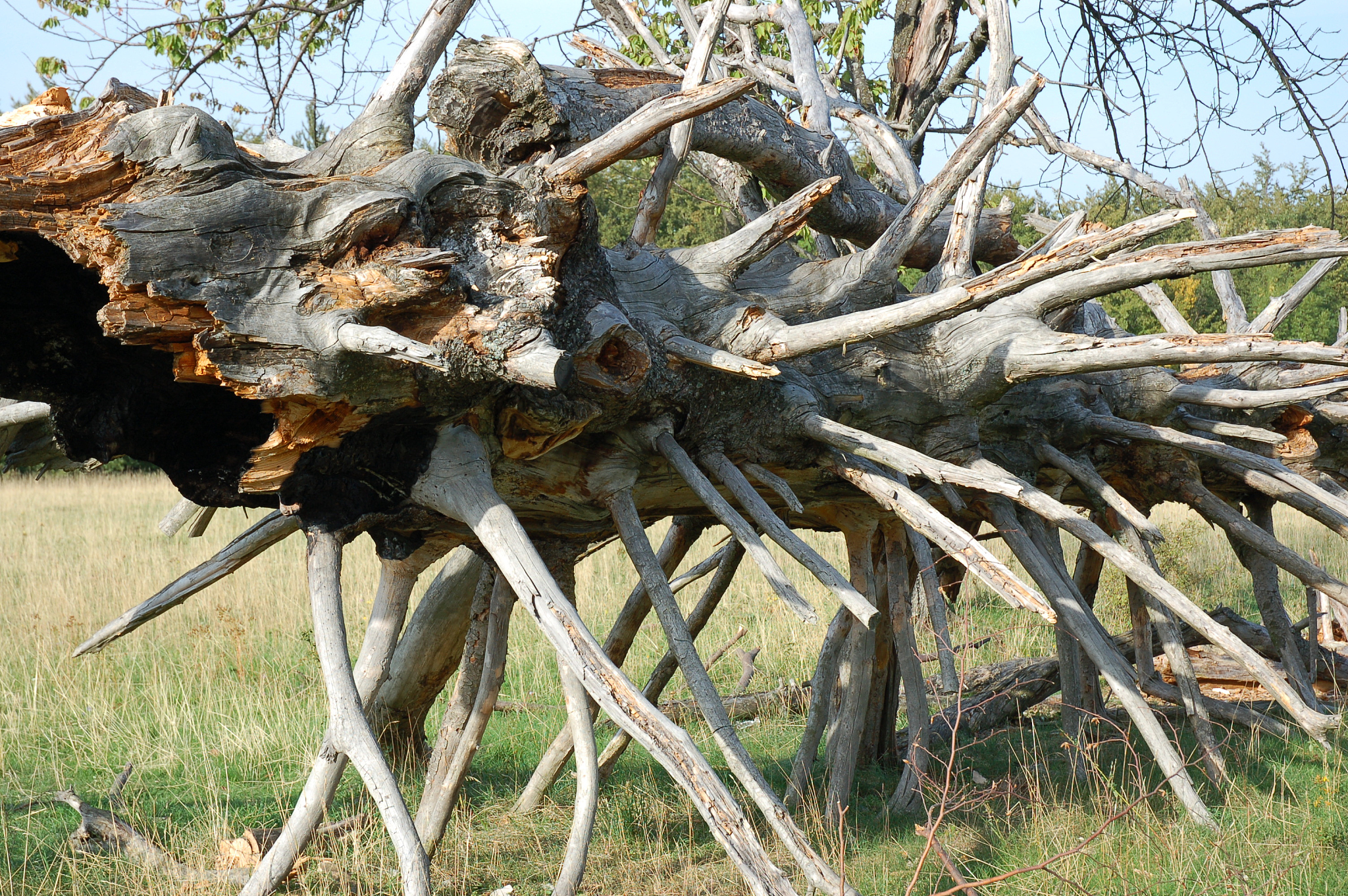 植物净同化率（NAR）随时间变化规律