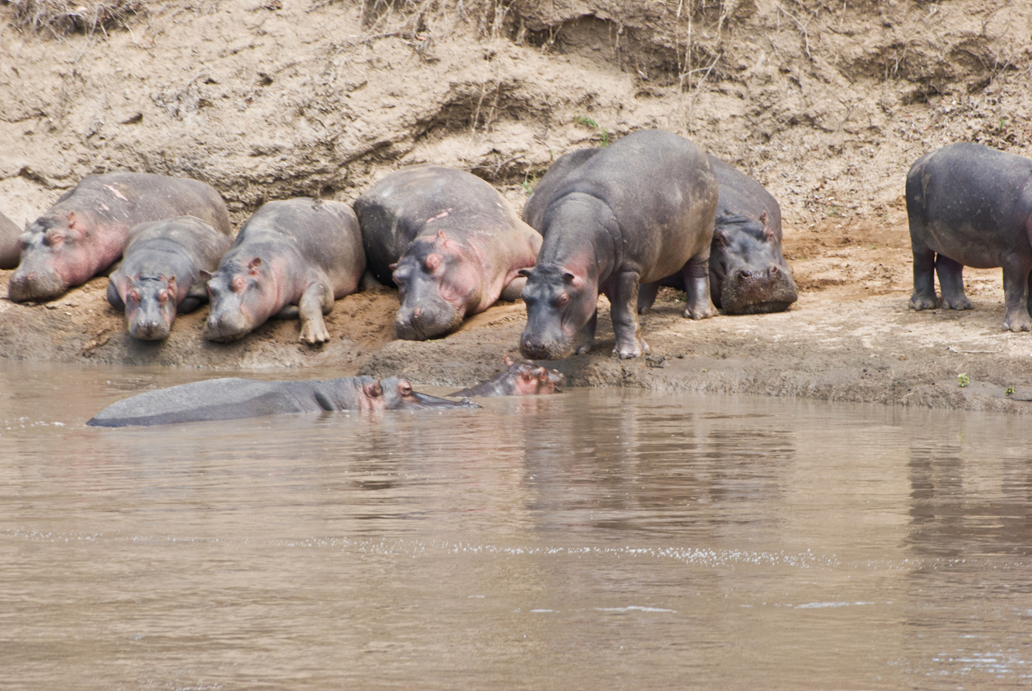 herd of hippos (hippopotamus amphibius) lying by a muddy river