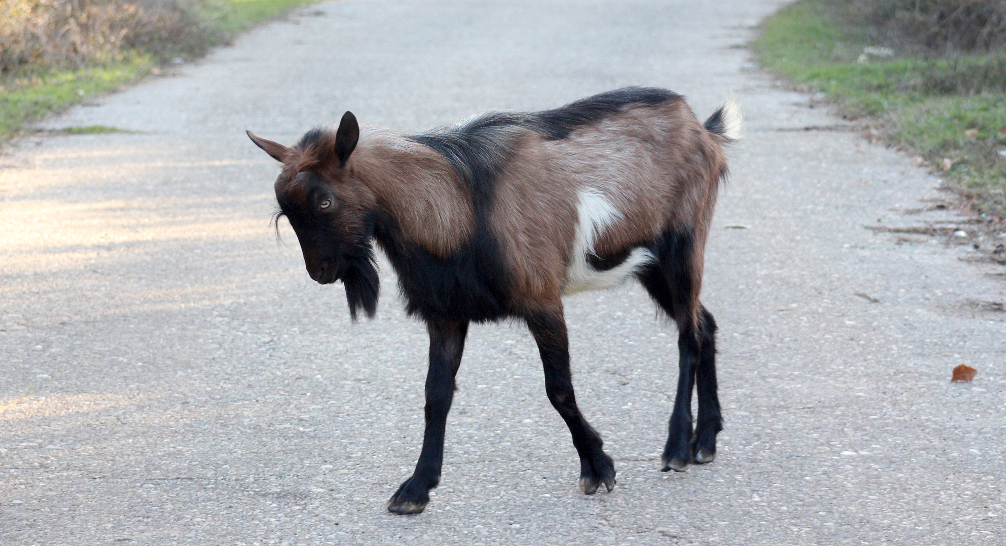 goats on an asphalt road