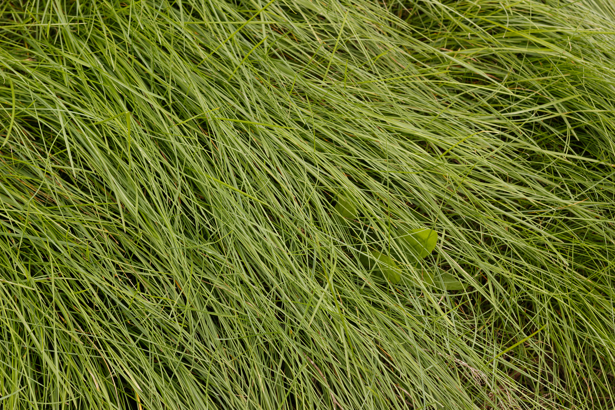 fresh green grass