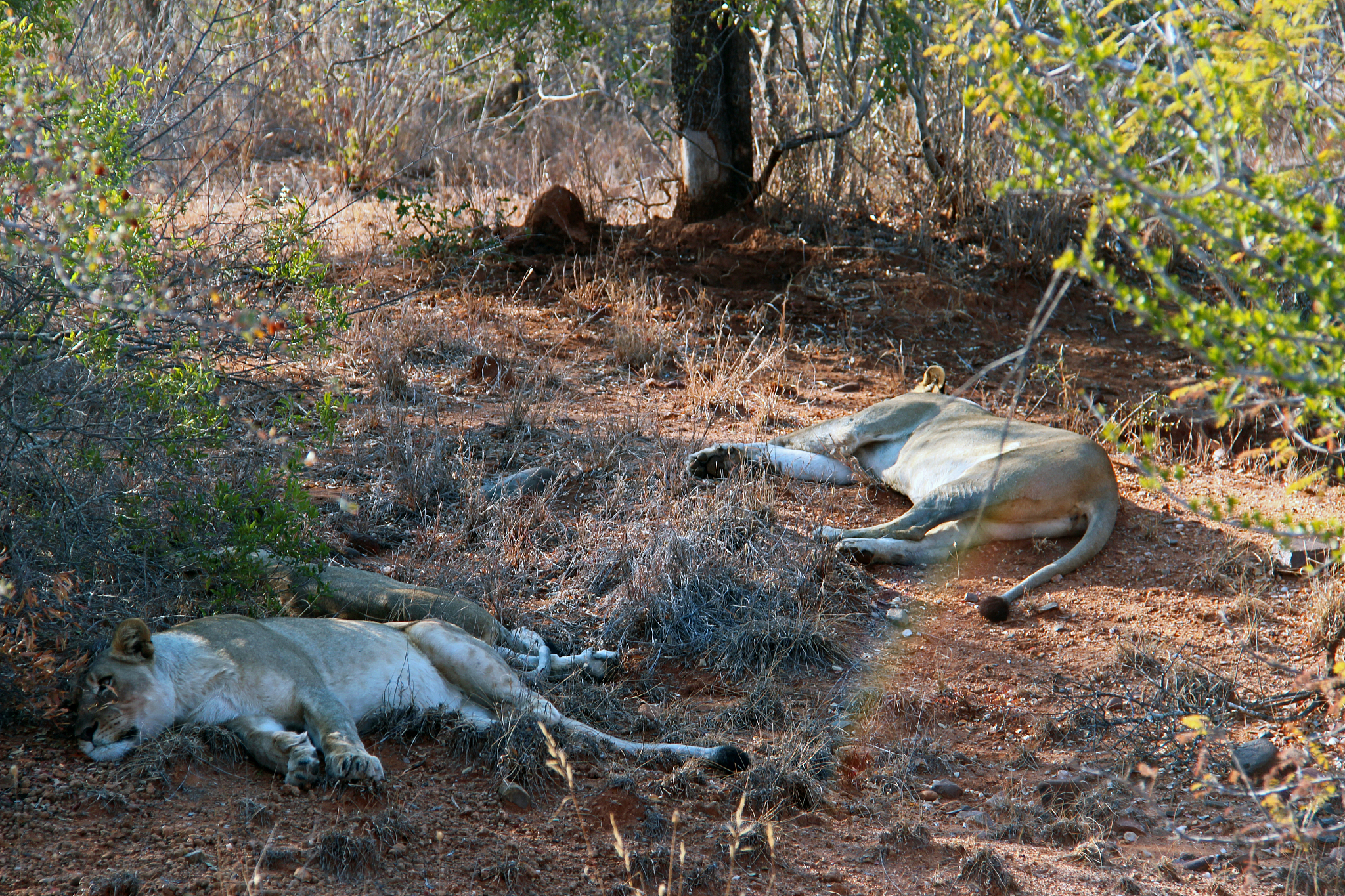 野生动物观察指南：安全与野生动物互动守则