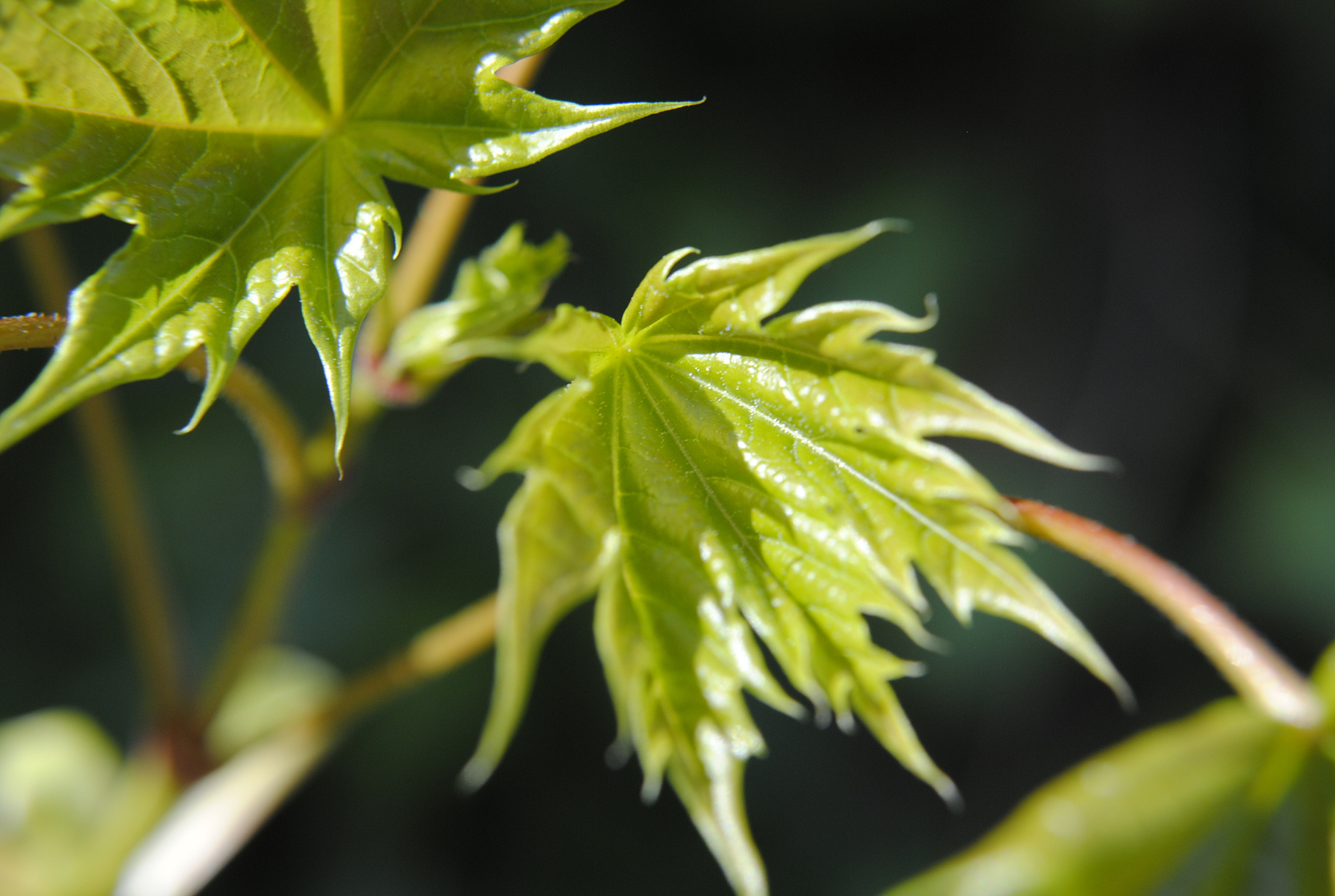 young green maple tree leaf