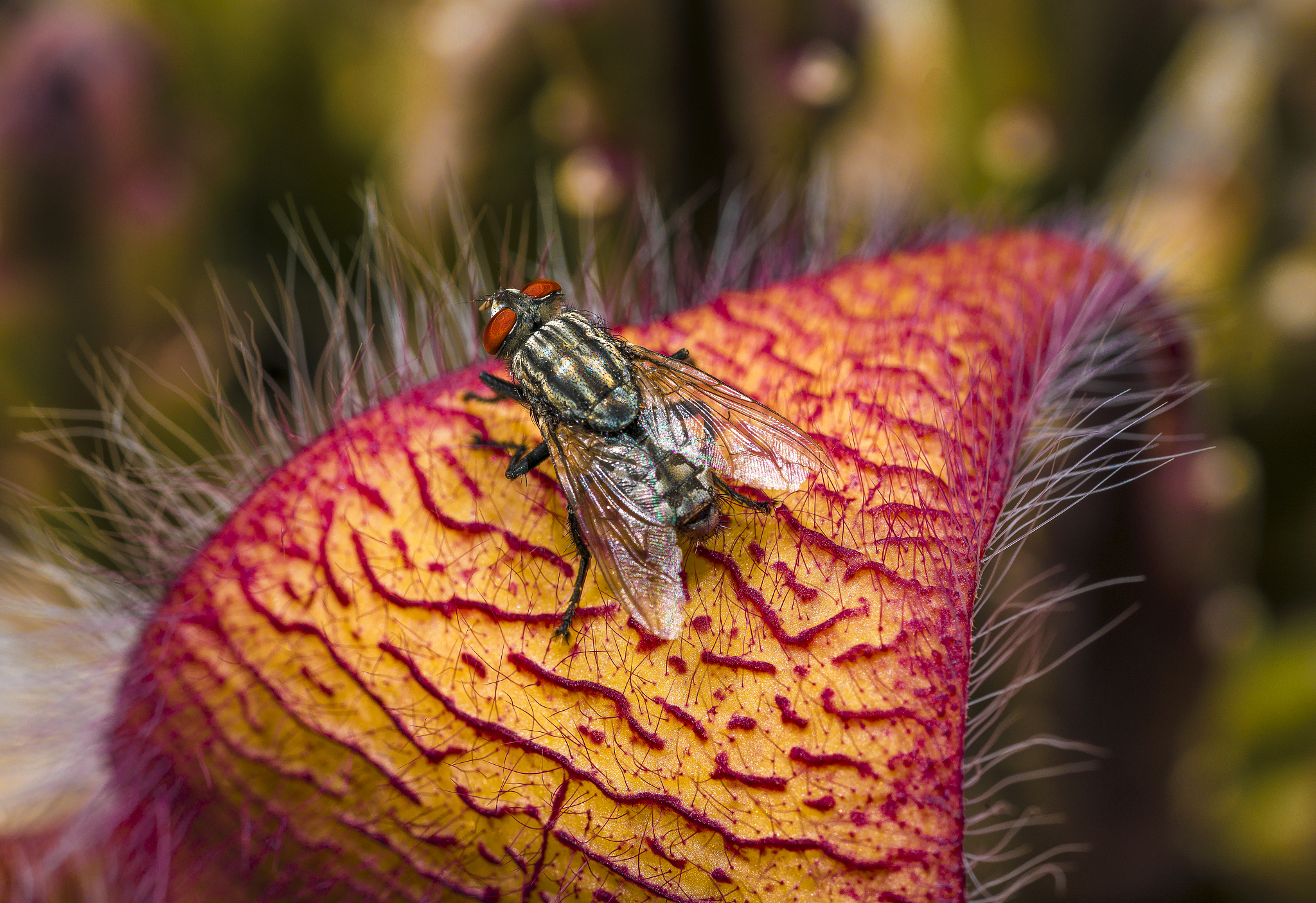 horsefly on stapelia scitula desert plant