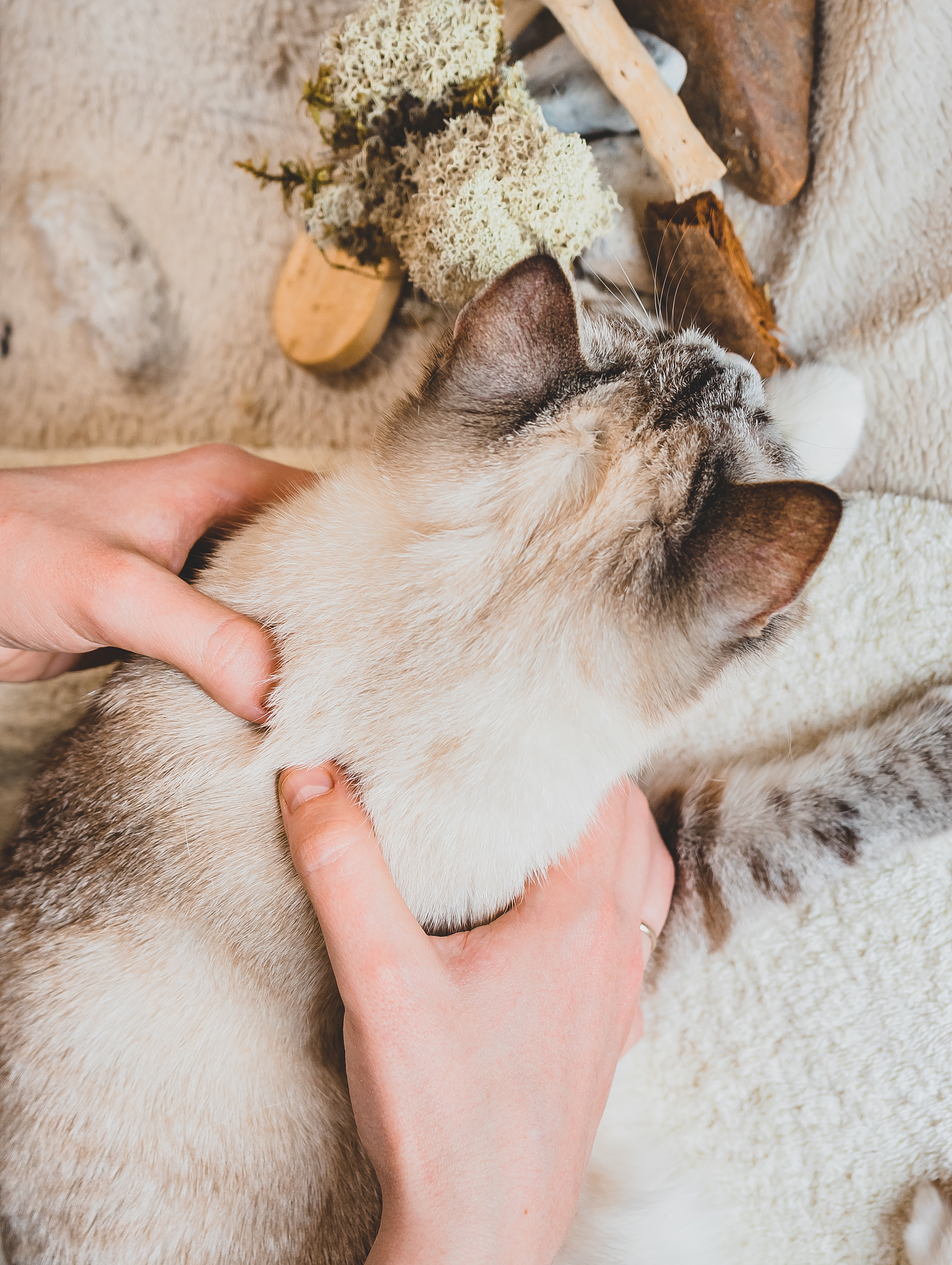 动物脊柱受力测量 - 研究脊柱力学性能的关键方法