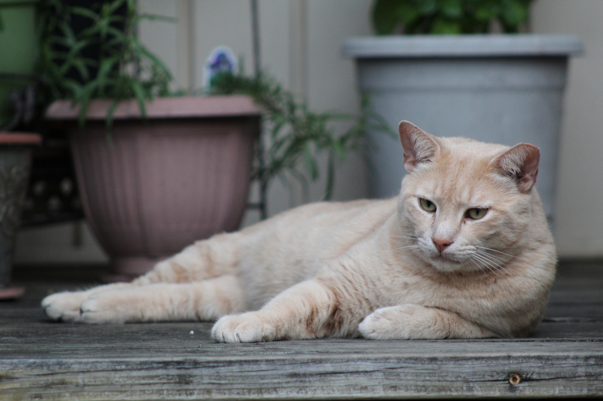 portrait of a ginger tabby cat