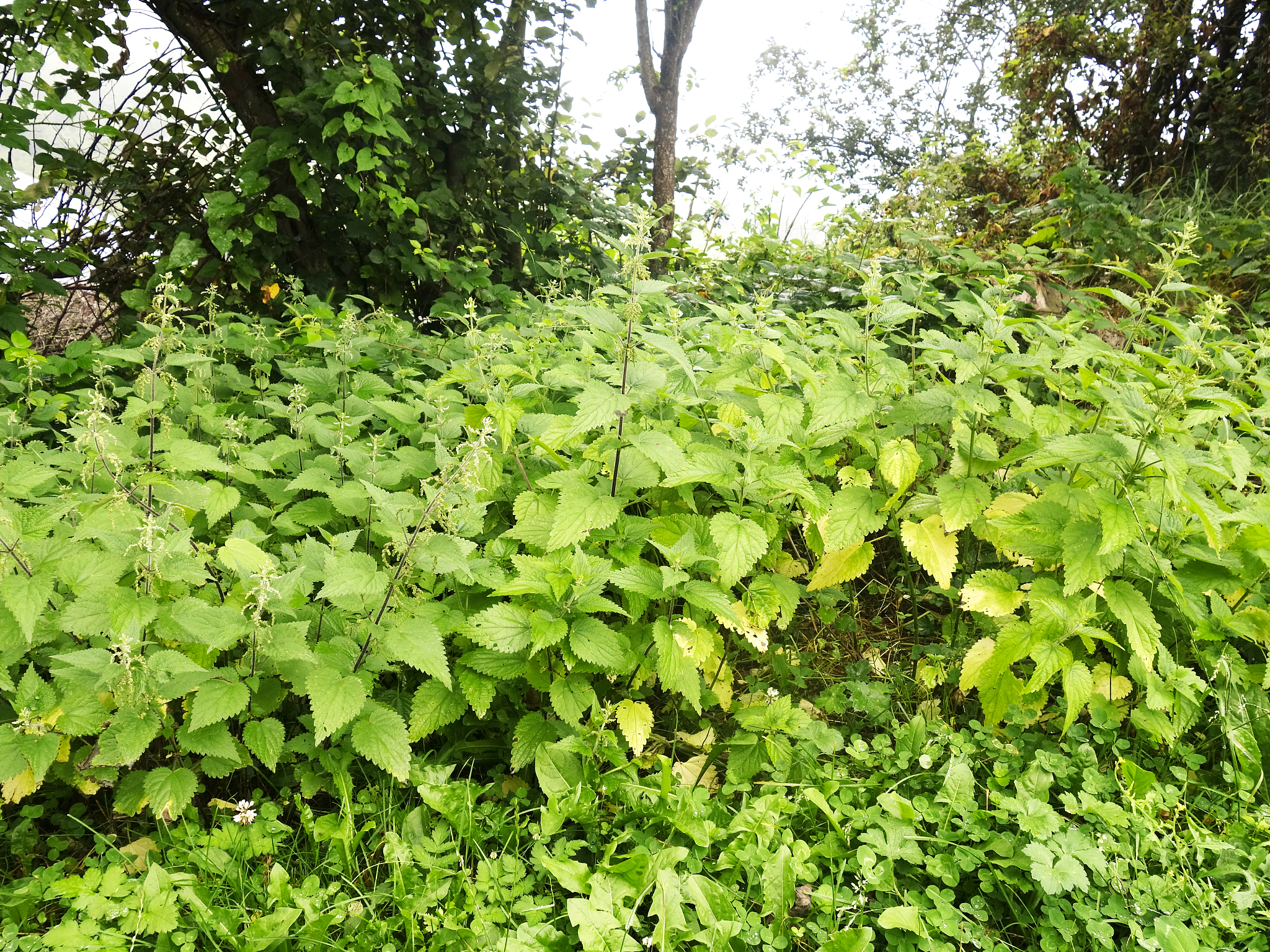nettle area