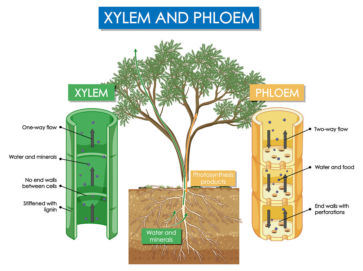 用nature期刊的语言风格翻译以下内容：在5M的植物中干旱胁迫下RWC的下降程度和EBL的恢复程度均比2M的低