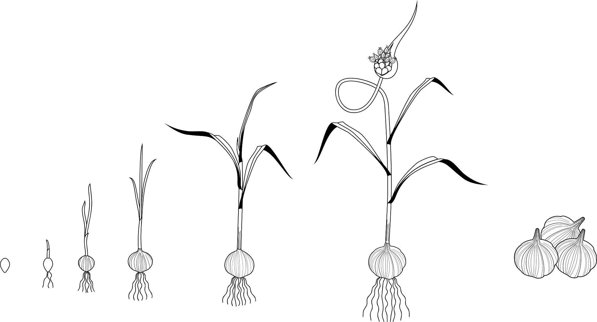 net rate of dry-matter production 如何理解